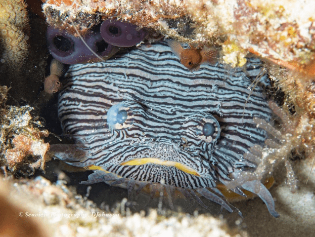 Cozumel Best Diving and Snorkeling