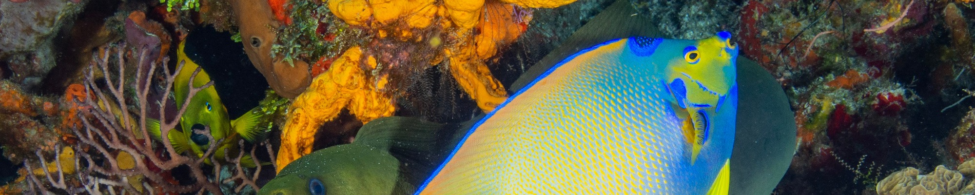 Cozumel Scuba Diving
