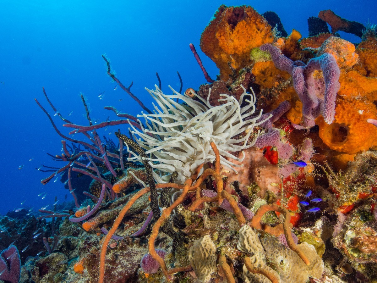 Cozumel Reefs