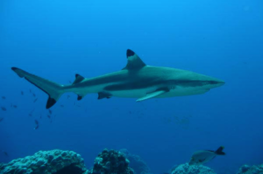 Black Tip Shark Cozumel Diving