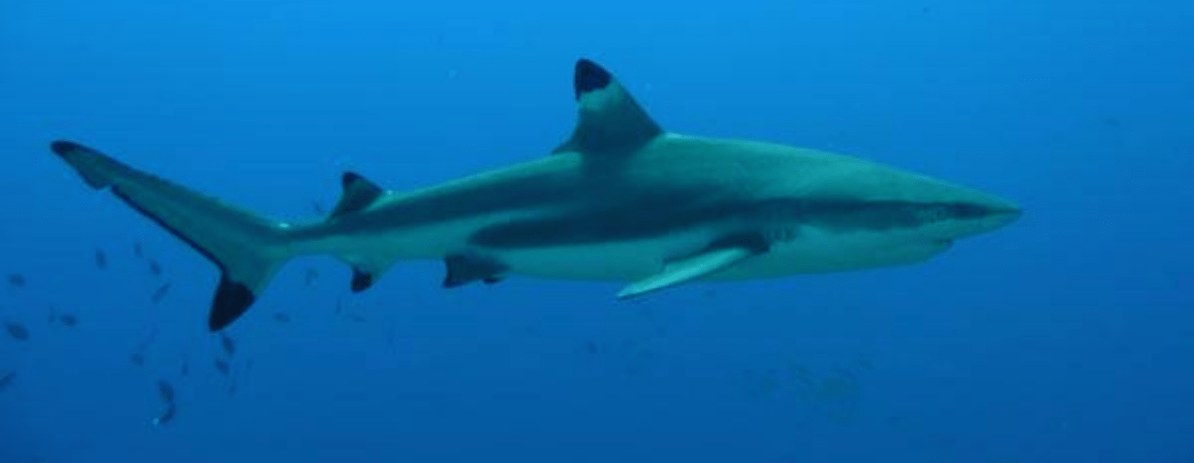 Black Tip Shark Cozumel Diving