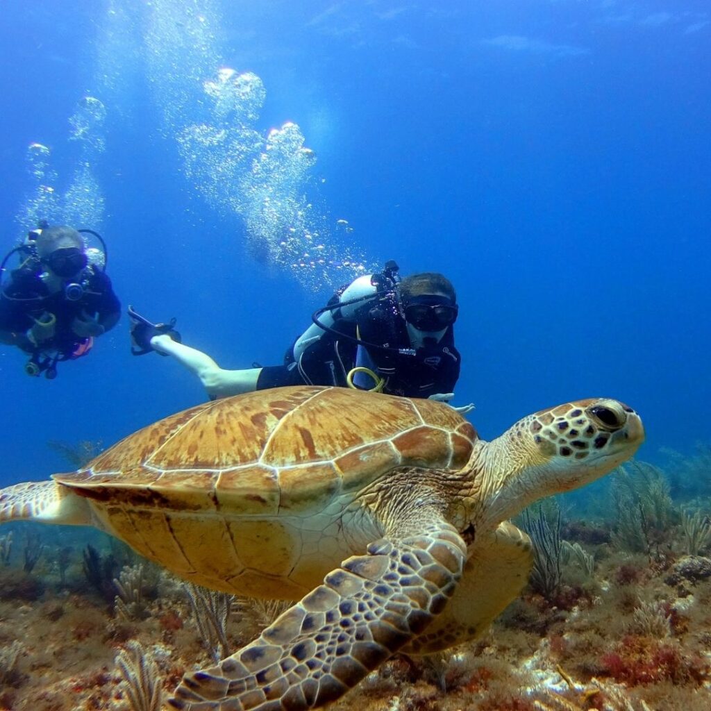 divers with turtle