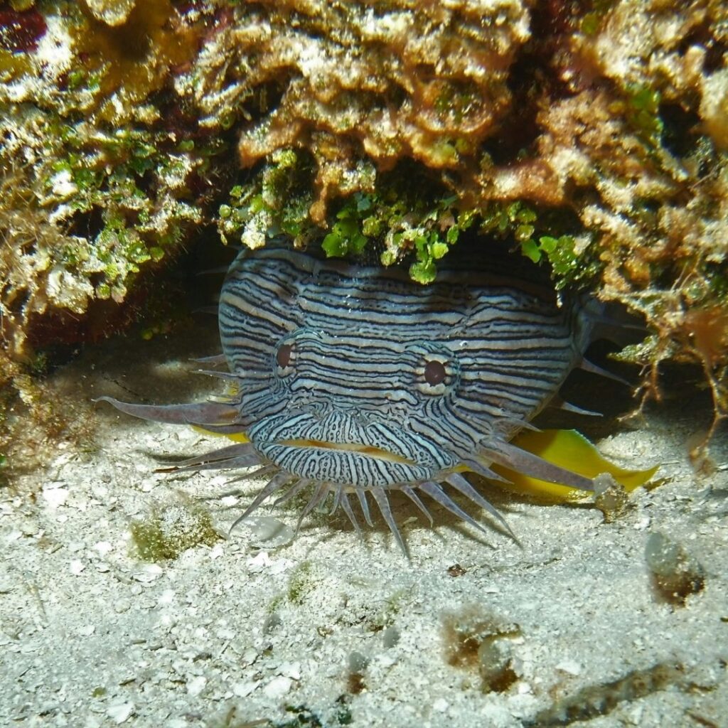 view scuba diving in cozumel